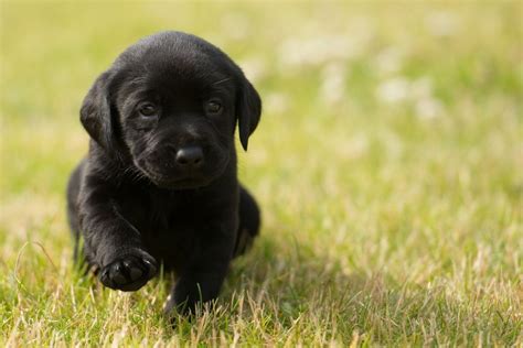 Check spelling or type a new query. 15 Reasons Why To Have A Labrador | Travels And Living