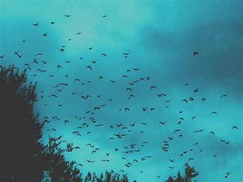 Low Angle Photography Silhouette Flock Birds Flying Sky Flight