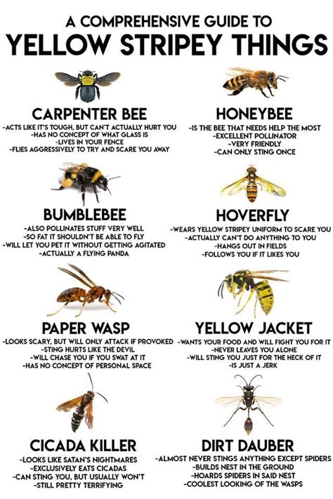 Guide To All Different Types Of Bees Rcoolguides