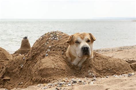 The Dog On The Shore Of The Sea Buried In The Sand In The Shape Of A