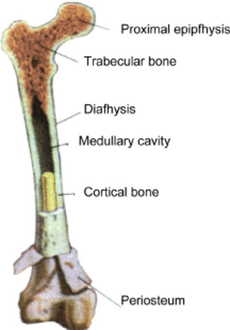 Long Bone With Diagram 6 3 Bone Structure Anatomy Physiology