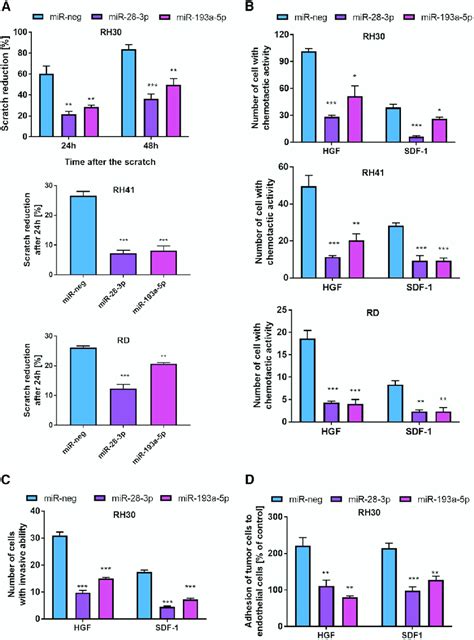 mir 28 3p and mir 193a 5p inhibited the motility chemotaxis invasion download scientific