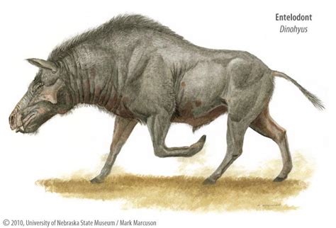 The Entelodonts Commonly Known As The “hell Pig” Were Omnivores That