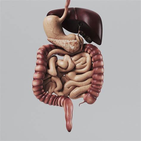 3d Model Of Human Digestive Organ Anatomy