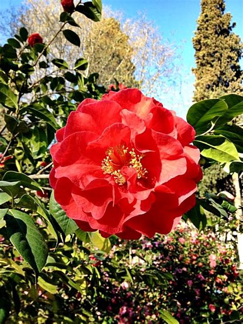 Realizamos entregas cualquier día durante la semana, de lunes a viernes, y los sábados por la mañana. IMÁGENES DE FLORES ® Fotos de Rosas, Margaritas o Lirios