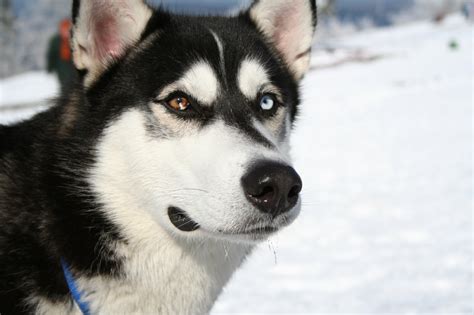 Running is what siberian huskies are bred for. The Dog Zone: Siberian Husky Profile