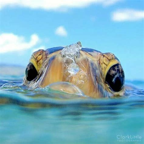 Swimming With Sea Turtles In Hawaii Turtle Cute Animals Animals