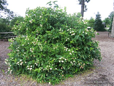 They may produce impressive displays of flowers, colorful clusters of fruit. Buttonbush- Good New England flowering shrub | Flowering ...