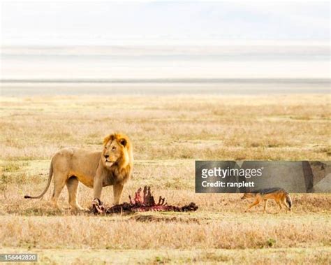 Lions Eating Prey Photos And Premium High Res Pictures Getty Images