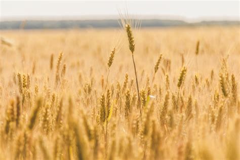 Free Images Field Barley Prairie Crop Agriculture Grassland Rye