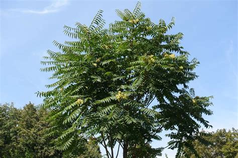 Tree of Heaven: How to Identify and Remove It