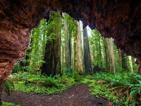 Natural Images Hd 1080p Download With Redwood Trees At Jedediah Smith
