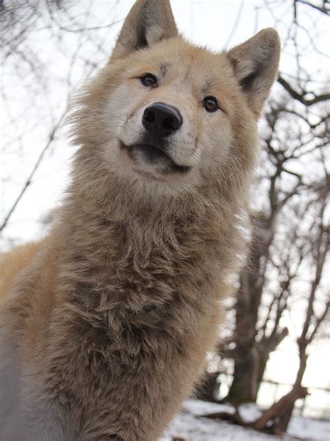 Tierwelt Herberstein Hudson Bay Wolf