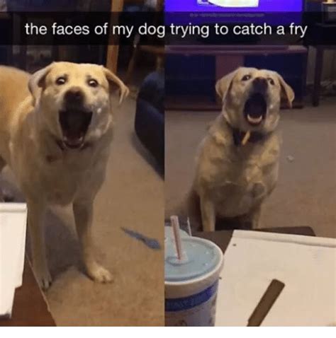 The Faces Of My Dog Trying To Catch A Fry Dogs Meme On Sizzle