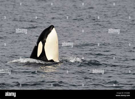 Killer Whale Orcinus Orca Spy Hopping Transient Pod Summer Feeding