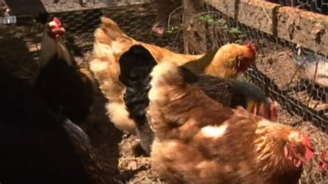 Backyard Chickens Linked To Salmonella Outbreak