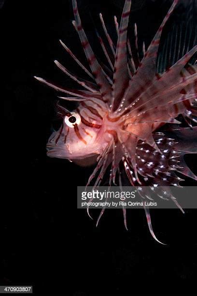 Lionfish Vertical Photos And Premium High Res Pictures Getty Images