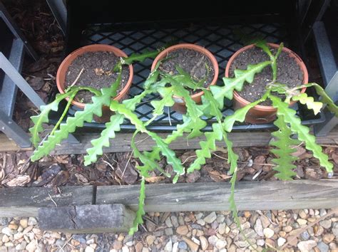 For more details on how to do carry out a cactus graft, i suggest you check out the article 7 steps to grafting cactus. Epiphyllum anguliger - Orchid Cactus, Zig Zag, Queen of ...