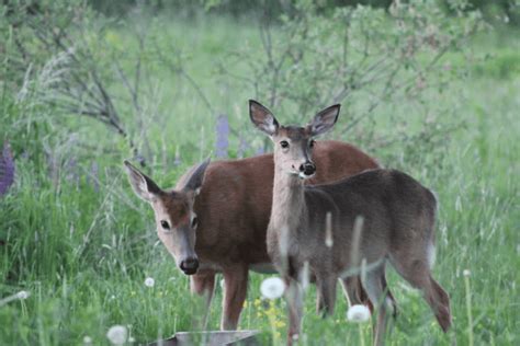 Its Time To Apply For Your 2023 Antlerless Deer Permit