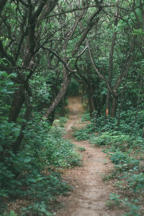 Dark Path Rodion Kutsaev Flickr