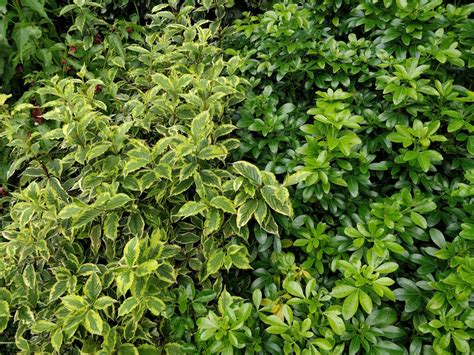 To all areas of mainland uk. Poison Ivy Identification after Rash — BBC Gardeners ...