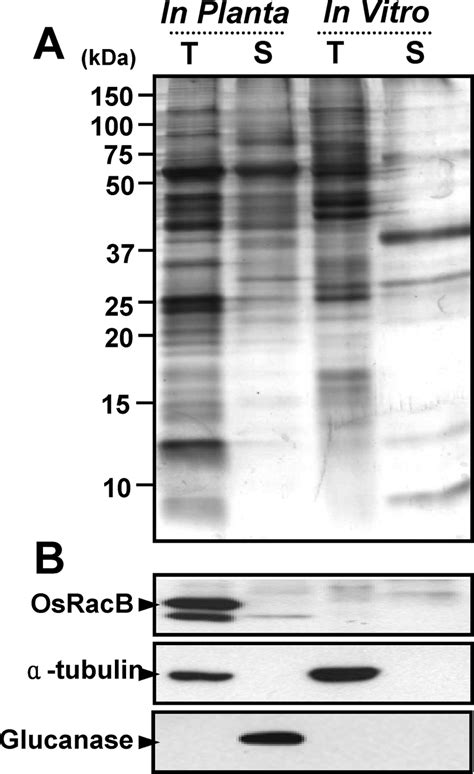 western blot analyses of prepared secreted protein fractions and download scientific diagram