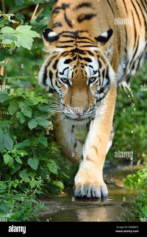 Siberian Tiger Walking Stock Photo Alamy