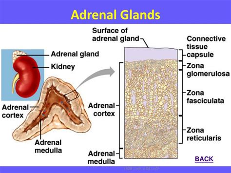 Ppt Hormones Of The Adrenal Cortex Powerpoint Presentation Free