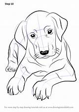 Puppy Drawing Doberman Draw Step Tutorials Dogs sketch template