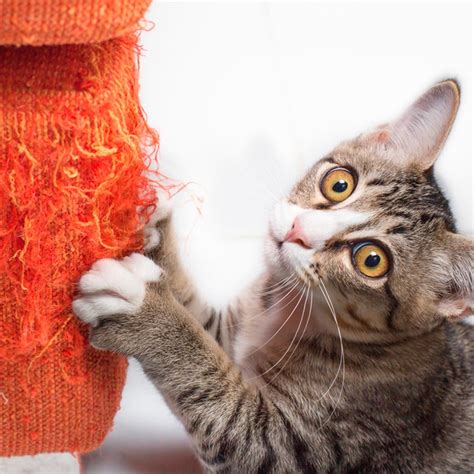 They are easily smart enough for that. Here's How to Keep a Cat from Scratching the Furniture ...