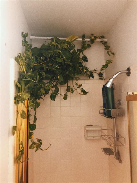 My Shower With My Steal Of A Golden Pothos Got Her About A Month Ago