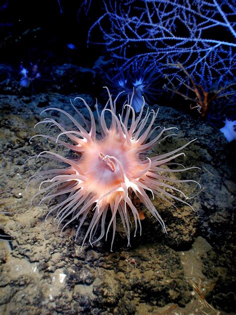 Anemone Sea Life Sea Ocean Water Underwater 4k Phone Hd Wallpaper
