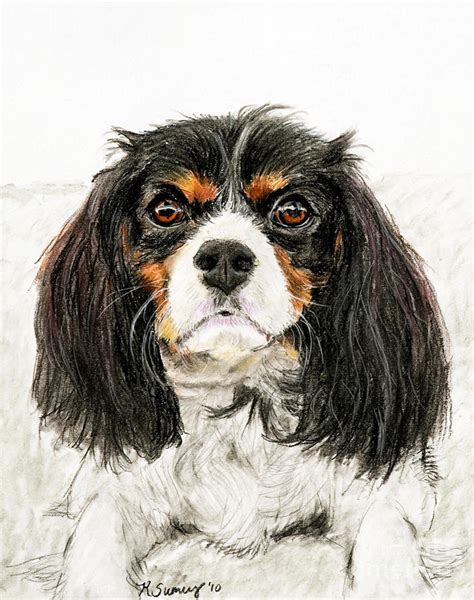 Die persönlichkeit des cavalier king charles spaniels er ist ausgesprochen verschmust und geradezu rührend anhänglich. Cavalier King Charles Spaniel Painting Pastel by Kate Sumners