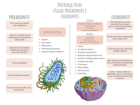 Mapa Mental Células Eucariontes E Procariontes Esquemas Biologia