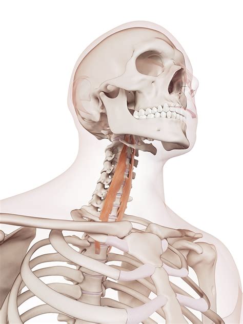 Deep Neck Flexors If You Have Chronic Headaches With Neck Pain Youll