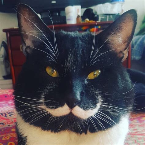 Man Finds Tuxedo Cat With Truly The Most Incredible Mustache Youll