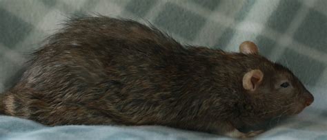 How big can planets get? How big do rats get?