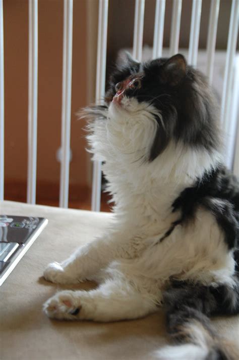 We did not find results for: The Internet is for Cat People, too - Cat Tales