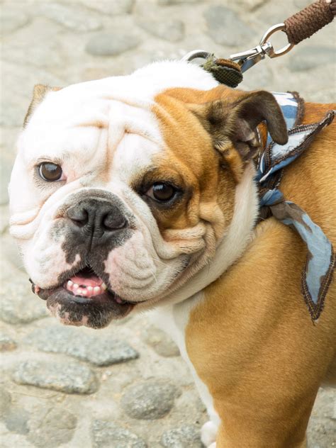 Olde English Bulldogge Training Course On Olde English Bulldogge