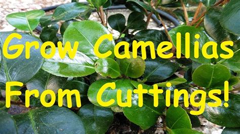 How To Grow Propagate Camellias From Cuttings Camellia Plant