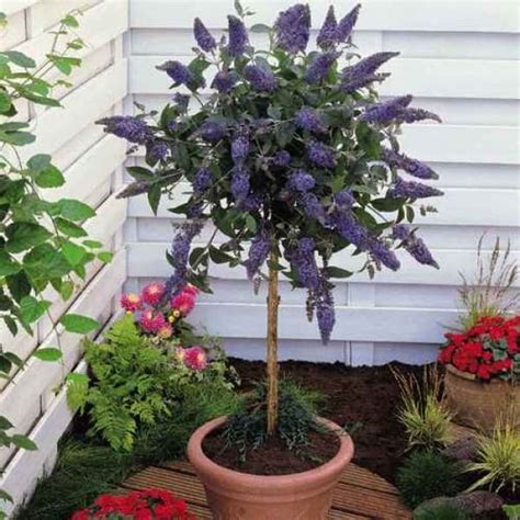 Browse our wide selection of beautiful accent trees, flowering shrubs, perennials & more. 44 Best Shrubs for Containers | Best Container Gardening ...