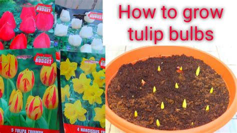 How To Grow Tulip Bulbs Youtube