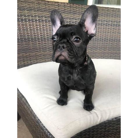 The midland & northern counties french bulldog club's stand at crufts won the best stand in the utility group and went on to be awarded the overall winner of all groups. Home Raised Female French Bulldog Puppy in Roanoke ...