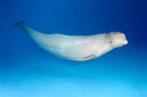 Benny The Beluga Whale Spotted Swimming In River Thames Again Metro News