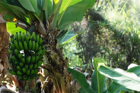 How To Germinate Banana Seeds Noobuzz