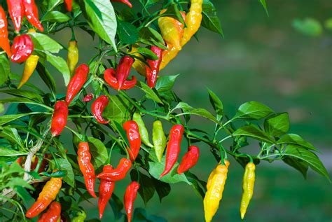 Chile Blanco Capsicum Annuum Variedad De Chile Variedades De Chile