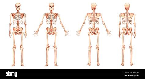 Esqueleto Humano Vista Anterior Fotograf As E Im Genes De Alta The Best Porn Website