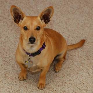 A crossbreed dog resulting from the breeding of a dachshund and a corgi. Dorgi Dog Breed » Everything About Dorgi