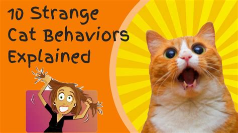 10 Strange Cat Behaviors Explained Cats Insiders