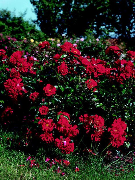 Vigorosa® Red Ribbons — Kordes® Roses